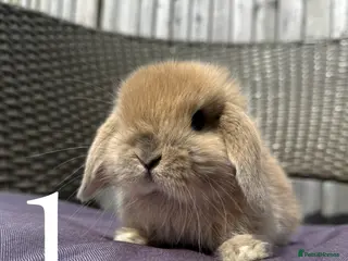 Mini Lop rabbits Beautiful Mini Lop baby rabbits boy and girl - Advert 2