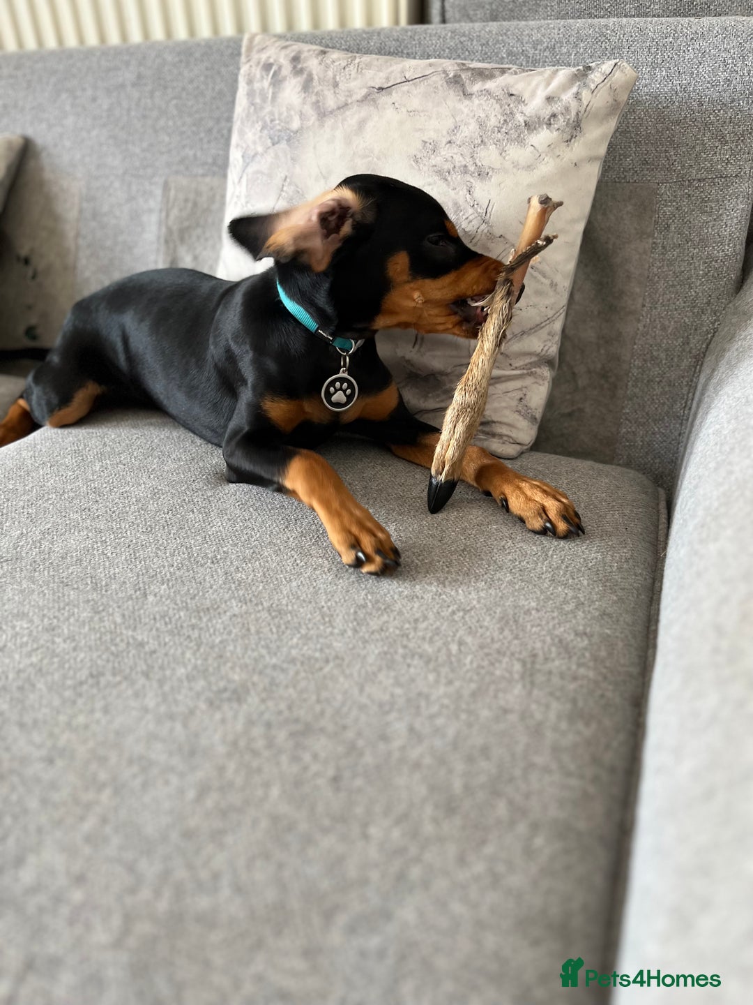 Mixed Breed dogs for sale: Ziggy 2 year old mini pincher - Advert 4
