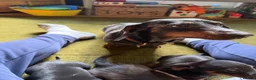 Dachshund dogs for sale: Standard kc Dachshund puppys  in Halifax - Advert 12
