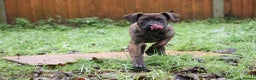 Presa Canario dogs for sale: Presa Canario Puppies (Recognised Breeder) - Advert 3