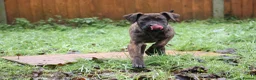 Presa Canario dogs for sale: Presa Canario Puppies (Recognised Breeder) - Advert 3