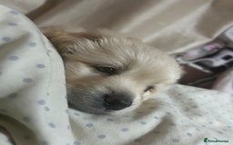 Mixed Breed dogs for sale: Pomapoo & Jackaranian Cross Puppies Ready Soon  - Image 5