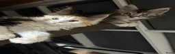 Maine Coon cats for sale: TICA Reg Maine Coon Kitten only one Red boy left  - Advert 22