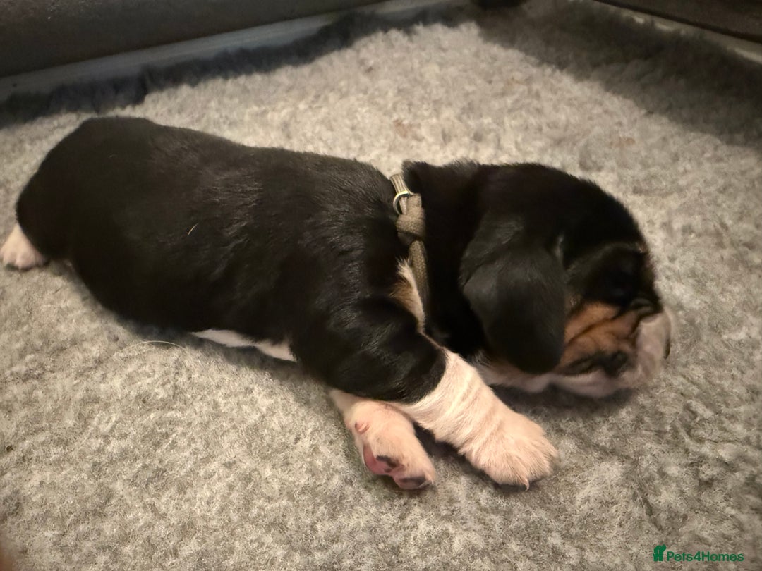 Basset Hound dogs for sale: Beautiful Basset Hound Puppies - Image 7