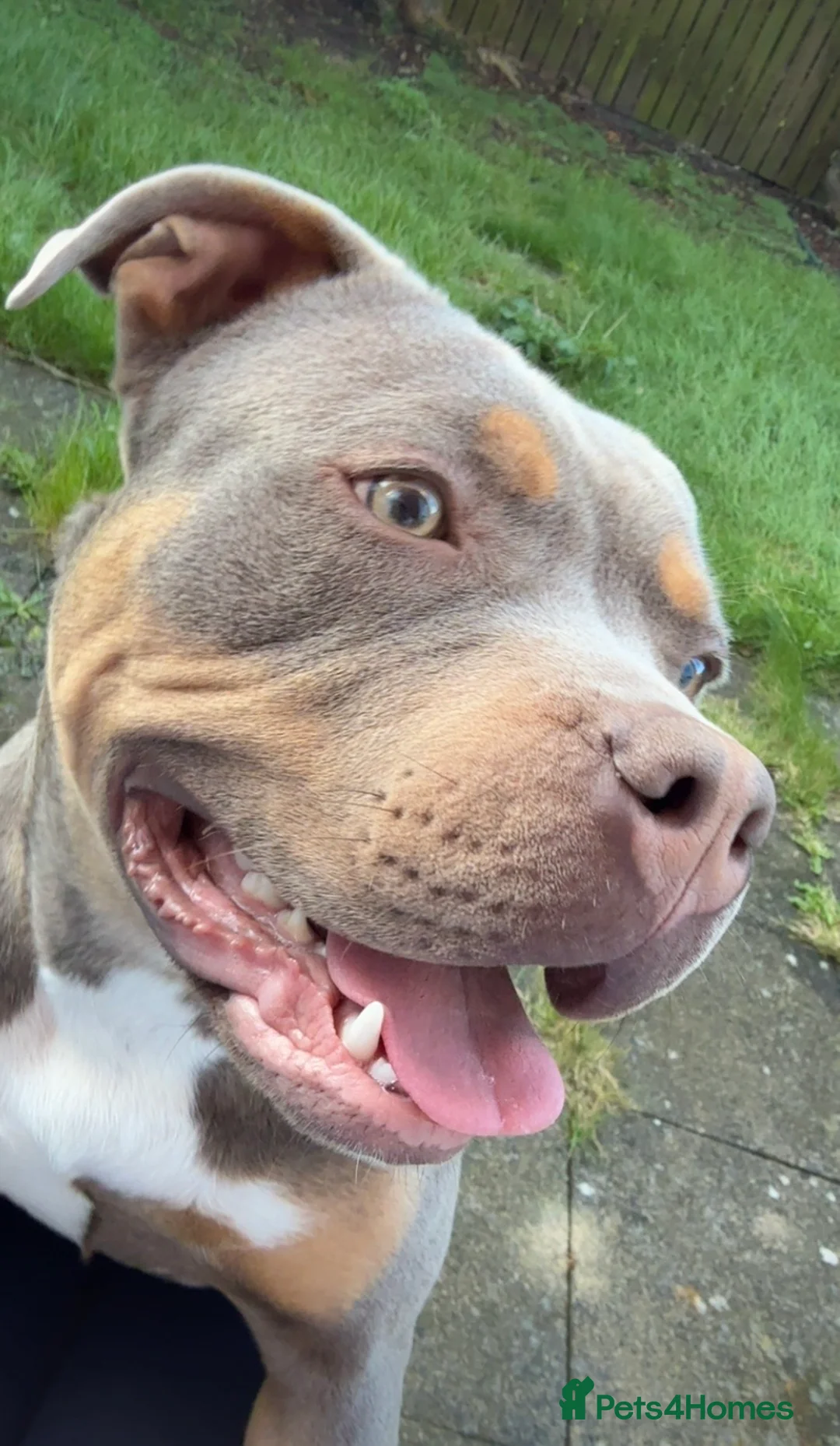 Mixed Breed dogs for sale: 6 months bulldog x staffy  - Advert 1