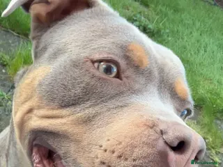 Mixed Breed dogs 6 months bulldog x staffy - Advert 15