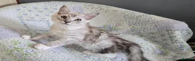 Maine Coon Kitten 4 Winnie