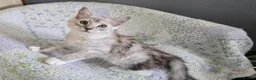 Maine Coon cats for sale: Stunning registered Maine Coon kittens - Advert 13