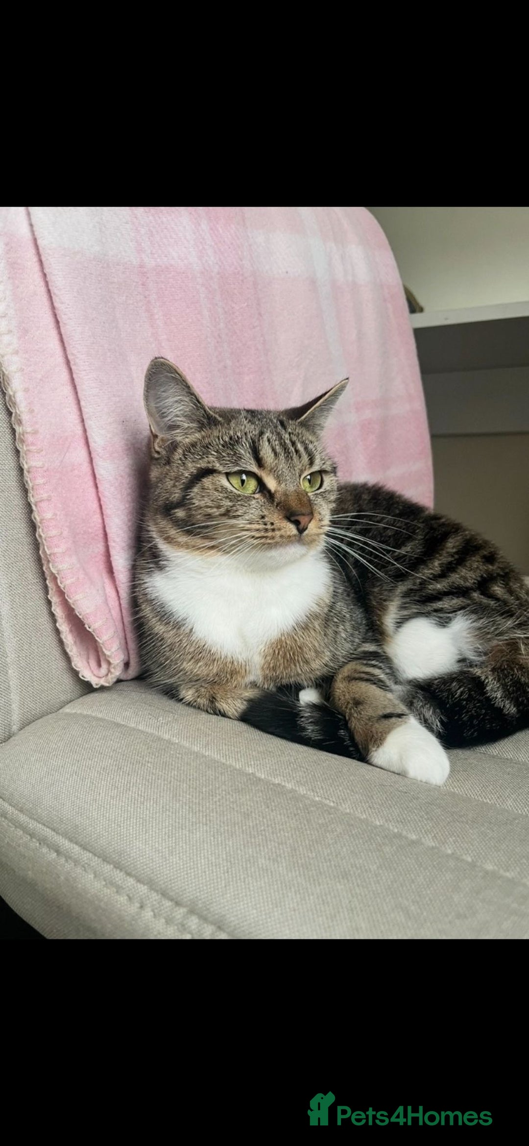 Mixed Breed cats for sale: Female tabby X American shorthair  - Advert 5