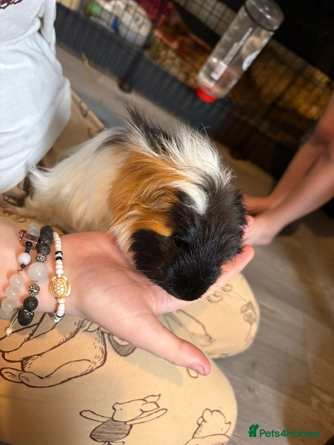 Guinea Pig rodents for sale: Male guinea pigs all different breeds  - Image 8