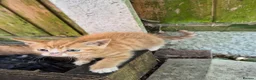 Mixed Breed cats for sale: Adorable Kittens for Sale – 3 Boys, 2 Girls in London - Advert 28