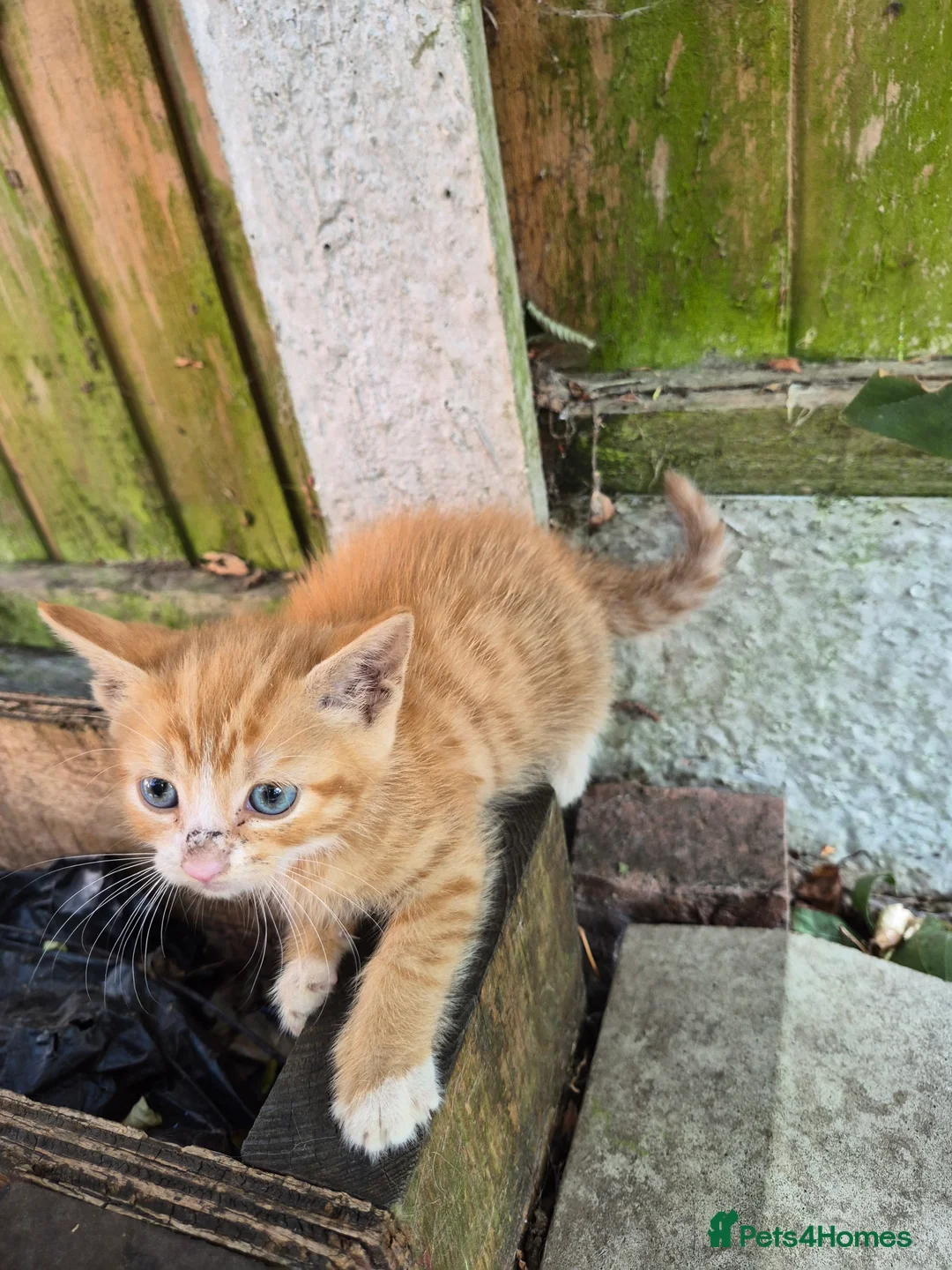 Mixed Breed cats for sale: Adorable Kittens for Sale – 3 Boys, 2 Girls in London - Advert 28