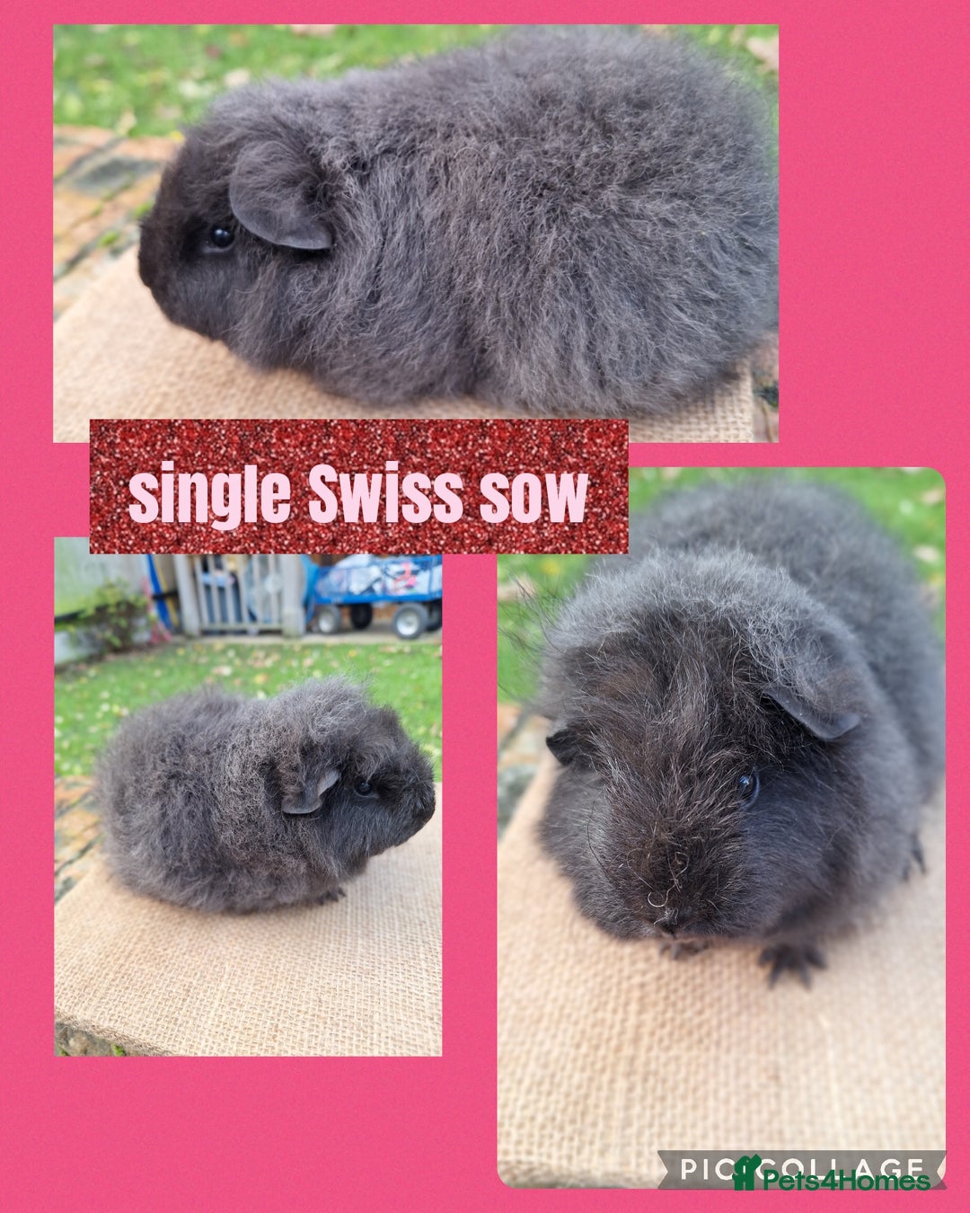 Guinea Pig rodents for sale: Pairs of boys (1,2,3) pair of girls and s8ngle sow - Advert 5