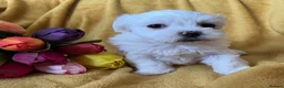 Maltese dogs for sale: Maltese puppies 1/2 Korean KC registered  - Advert 6