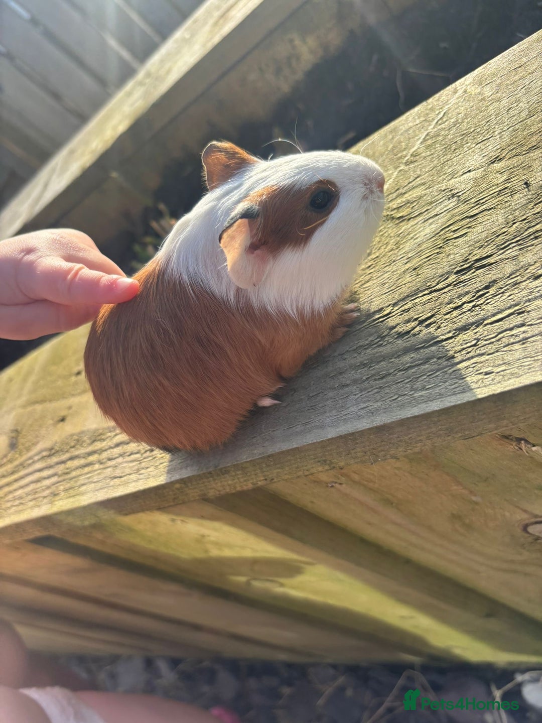 Guinea Pig rodents for sale: Four friendly guinea pig babies!  - Advert 2