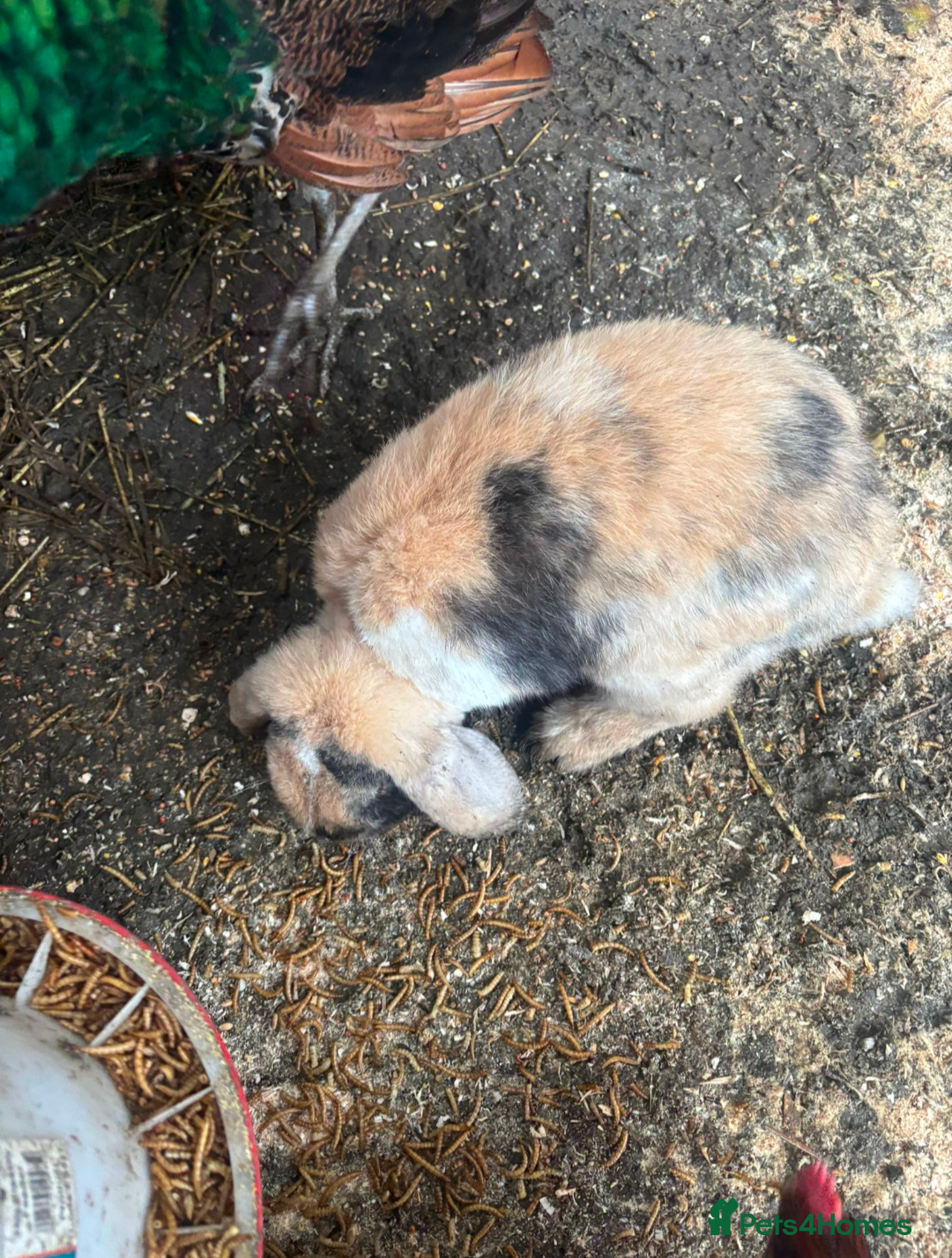 English rabbits for sale: Various Rabbits And Bunnies. Mixed Gender, colours - Advert 17