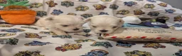 Maltese dogs for sale: Stunning Maltese puppies - Advert 6