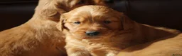 Golden Retriever dogs for sale: Dark Red KC Reg Working Golden Retriever Puppies - Advert 9