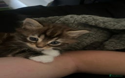 Mixed Breed cats for sale: Pretty Part Maine Coon kittens  - Image 4