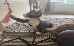 Devon Rex cats for sale: Aramis - Only 2 left Devon Rex Kittens – Exceptional Type  - Image 19