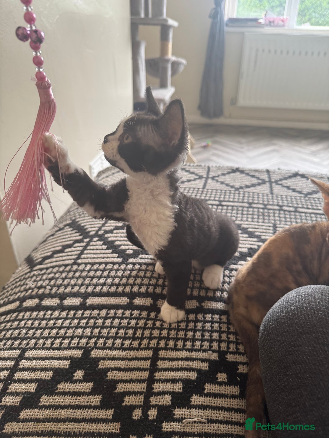 Devon Rex cats for sale: Aramis - Only 2 left Devon Rex Kittens – Exceptional Type  - Image 19