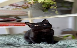 Scottish Fold cats for sale: Scottish fold and straight ear kittens in Harrow - Image 15