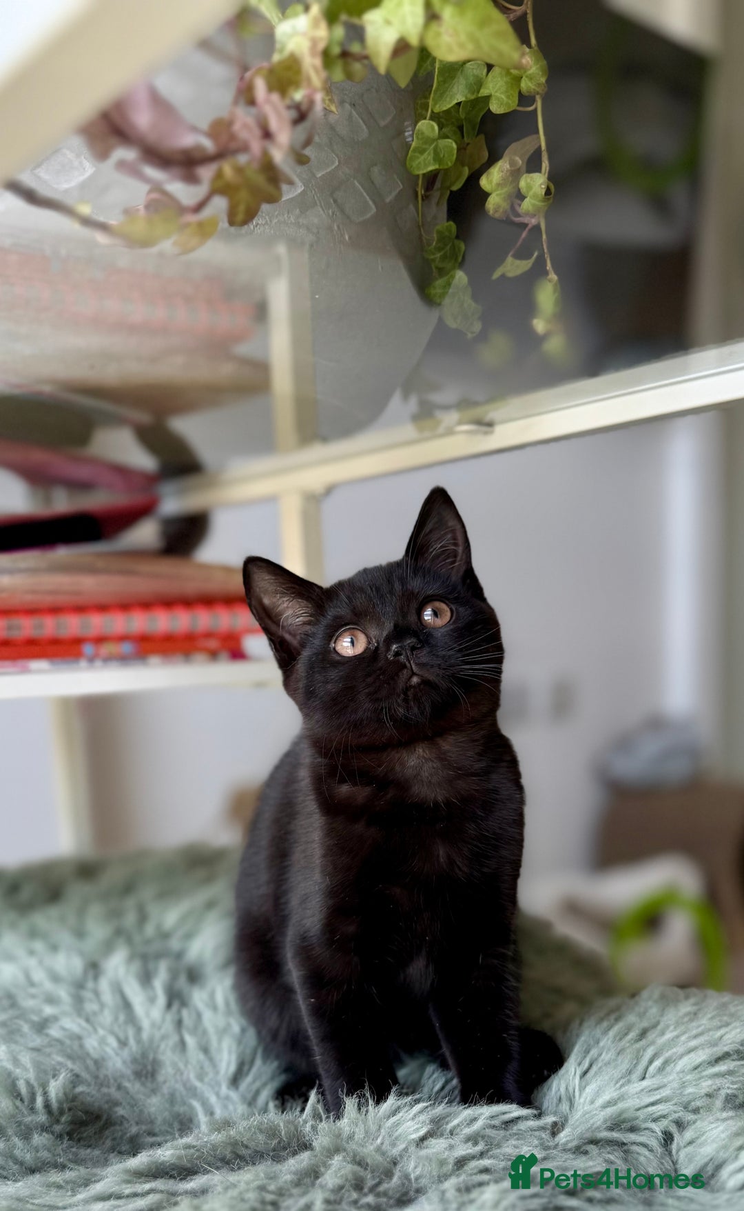 Scottish Fold cats for sale: Scottish fold and straight ear kittens in Harrow - Image 15