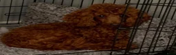 Toy Poodle dogs for sale: Waiting List Open 💞🏆 - Advert 6