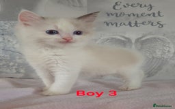 Ragdoll cats for sale: Beautiful ragdoll  - Image 1