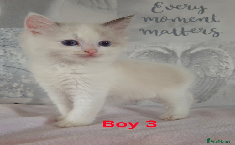 Ragdoll cats - Advert 1