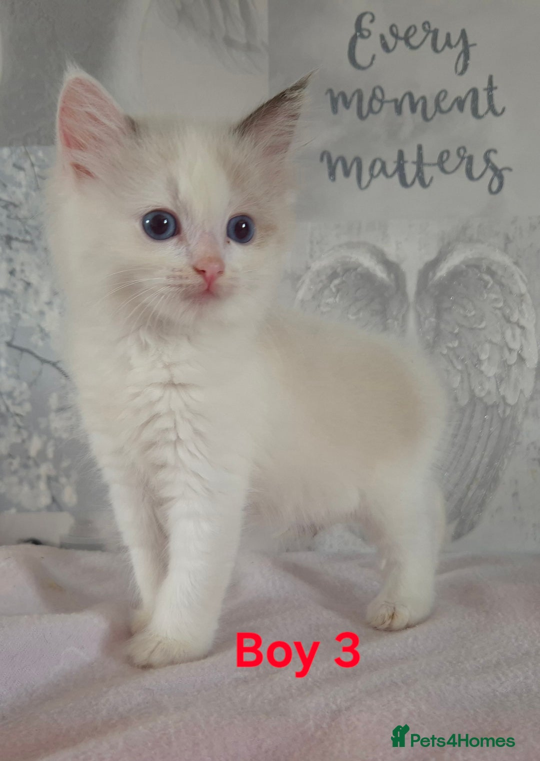 Ragdoll cats for sale: Beautiful ragdoll  - Image 1