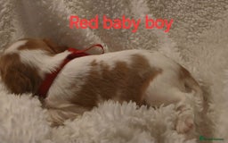 Cavalier King Charles Spaniel dogs for sale: Health tested Cavalier King Charles  - Image 15