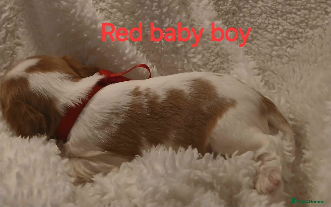 Cavalier King Charles Spaniel dogs for sale: Health tested Cavalier King Charles  - Image 15