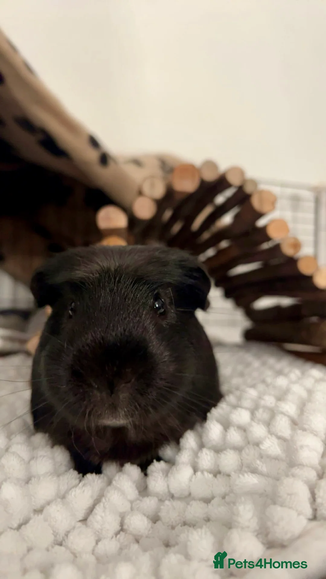 Guinea Pig rodents for sale: Bonded pair of male guinea pigs  - Advert 1