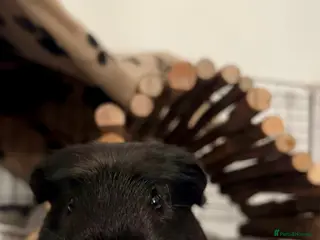 Guinea Pig rodents Bonded pair of male guinea pigs - Advert 1