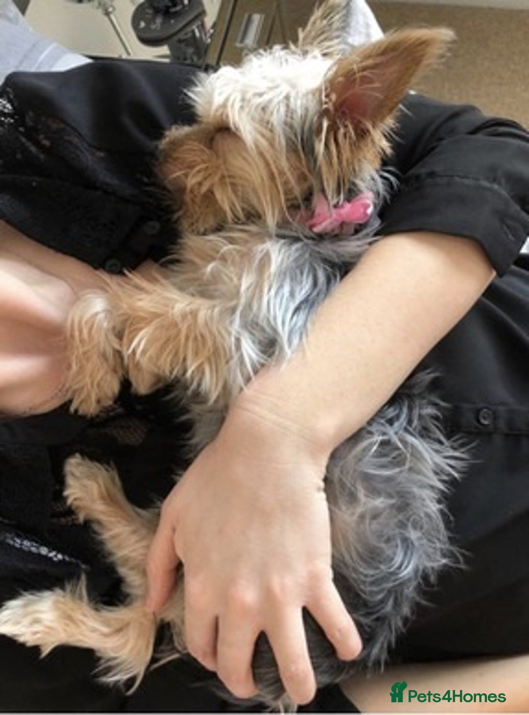 Yorkshire Terrier dogs for sale: loving and affectionate Yorkshire terrier boy - Advert 4