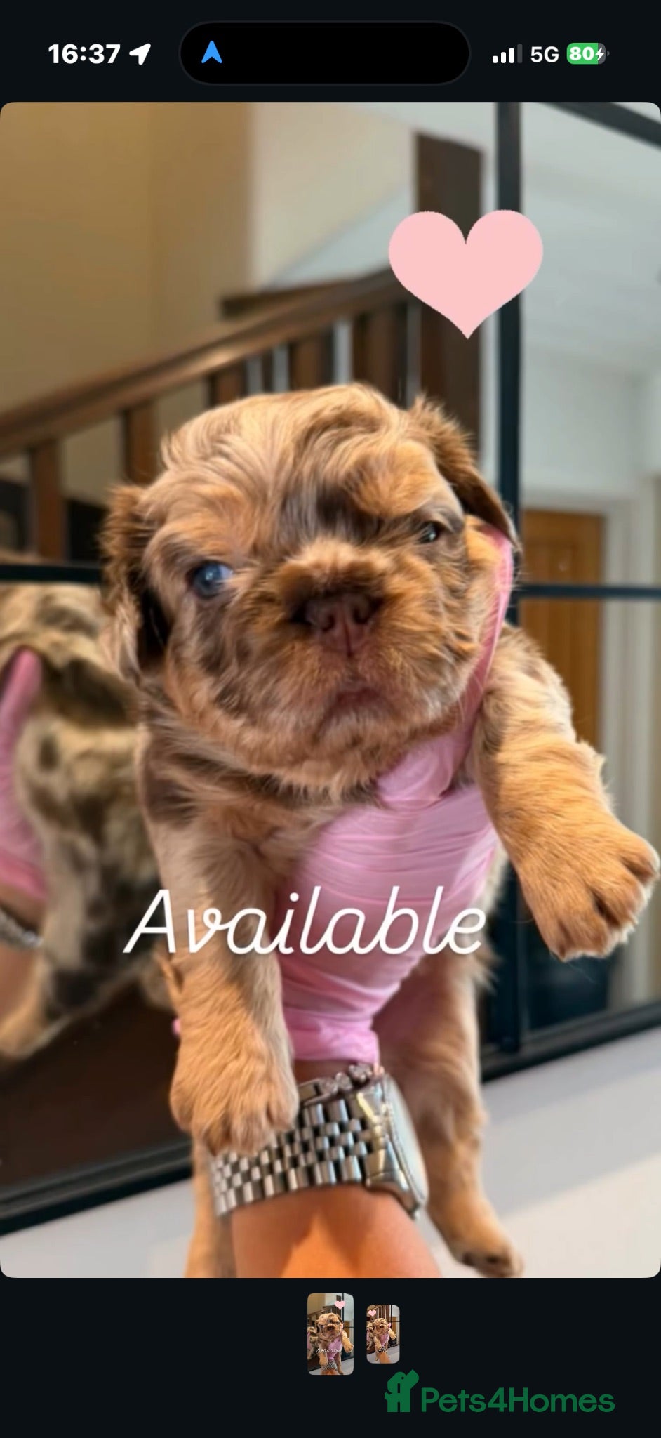 French Bulldog dogs French Bull Dogs  - Advert 13