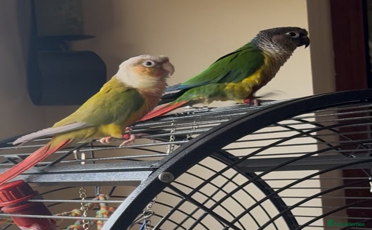 Conures birds - Advert 1