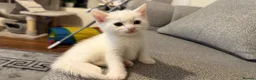 Turkish Angora cats for sale: White kittens in London - Advert 6