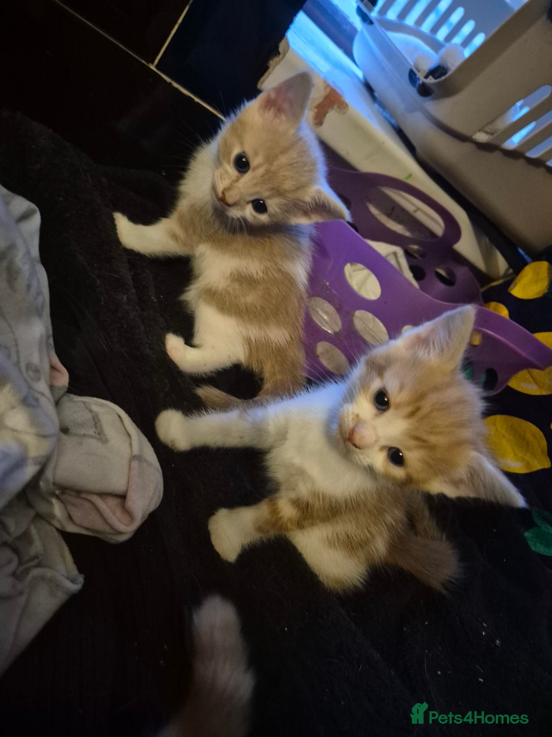 Mixed Breed cats for sale: Kittens looking for forever homes - Image 8