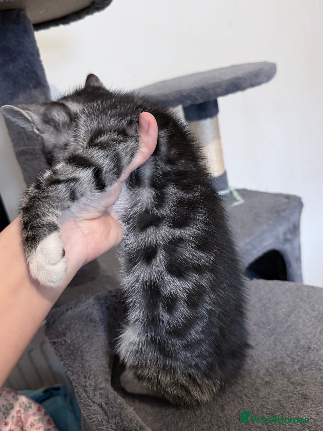 Bengal cats for sale: boys kittens - Image 3