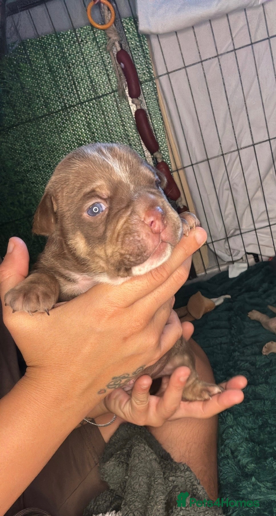 American Bully dogs American micro bully’s  - Advert 12
