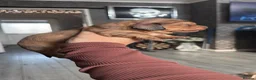 Miniature Dachshund dogs for sale: Long hair mini dachshunds  in Basildon - Advert 3