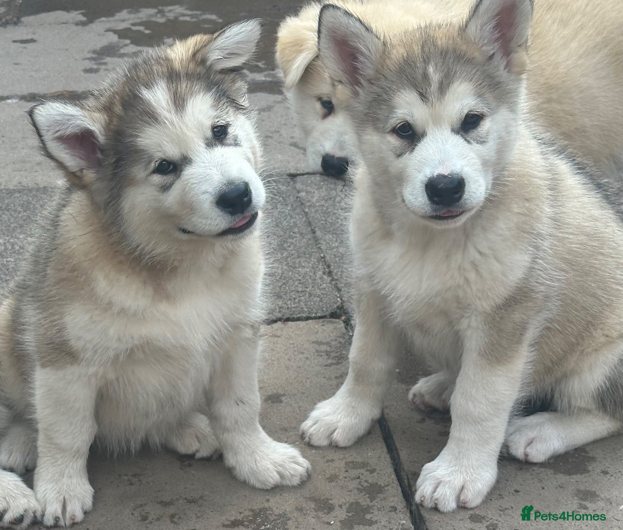 Alaskan Malamute dogs Pure beautiful Alaskan Malamute pups - Advert 1