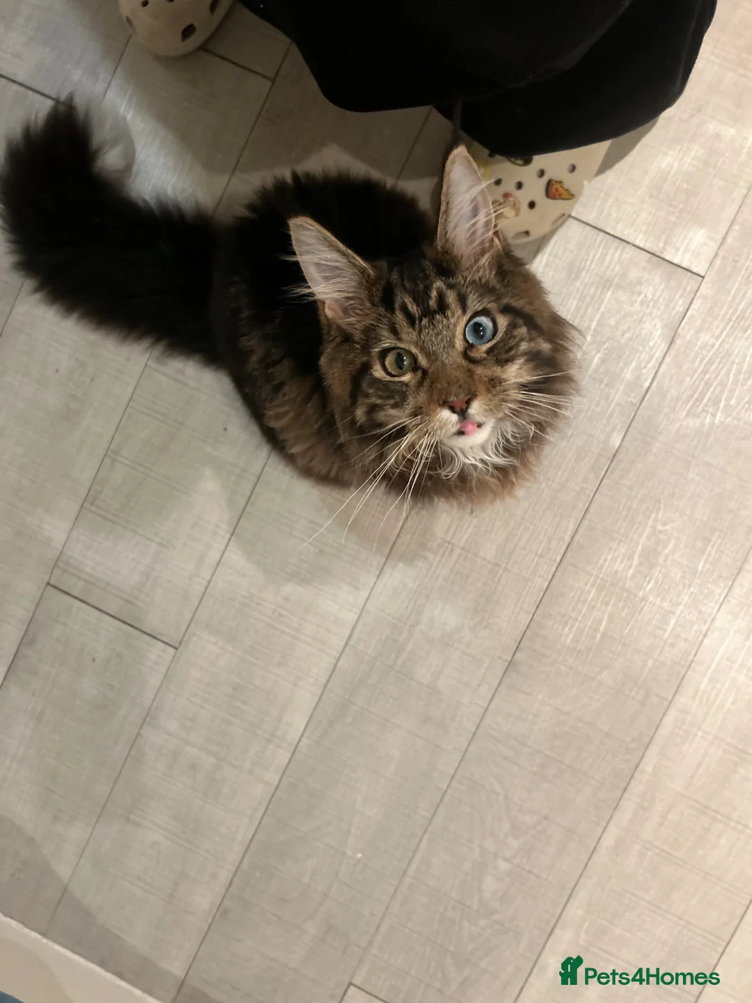 Maine Coon cats for sale: Loving Temporary Home Needed for My Maine Coon in Milton Keynes - Advert 5
