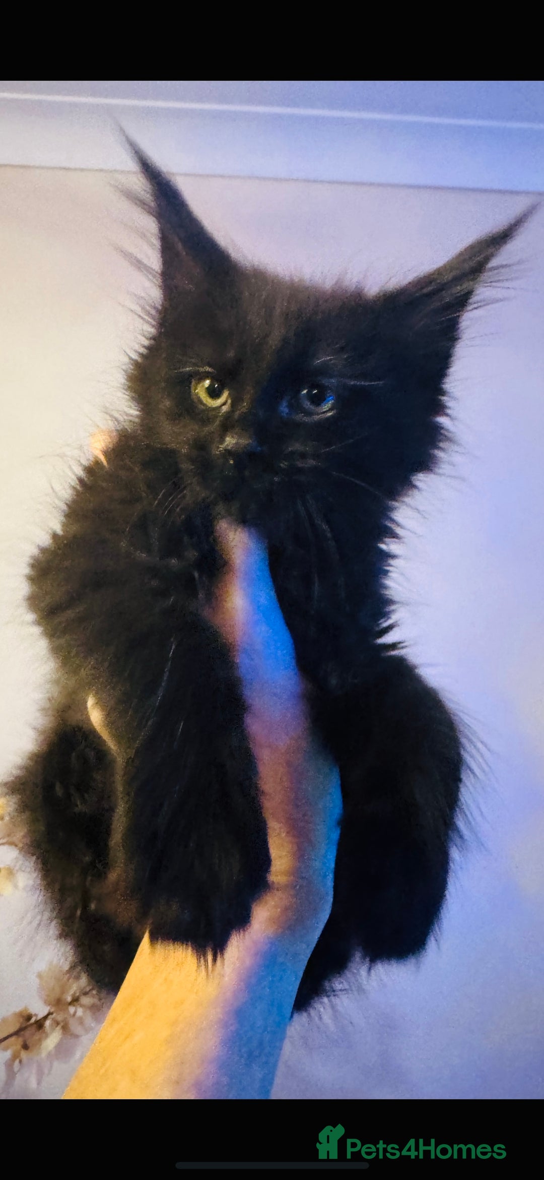 Maine Coon cats for sale: Stunning Pure Bred Maine Coons - Advert 9