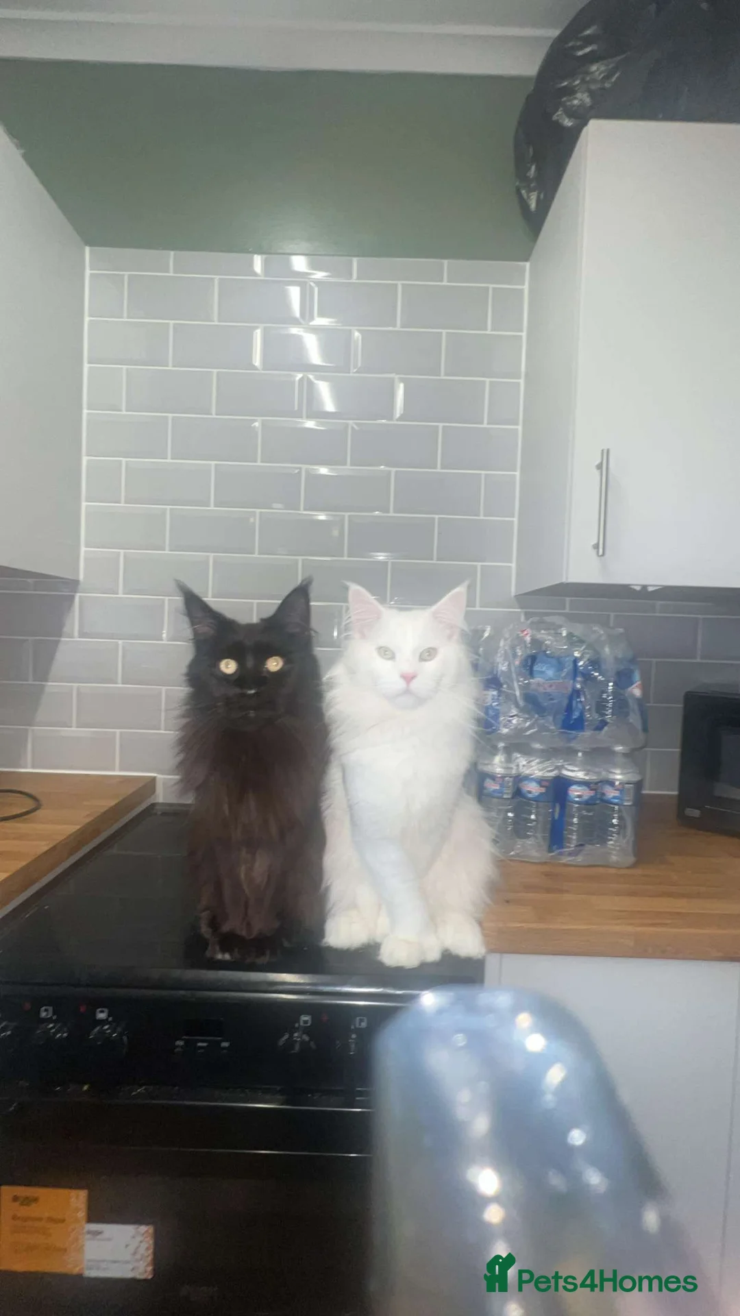 Maine Coon cats for stud: Beautiful polydactyl white Maine coon for stud  in Sunderland - Advert 2