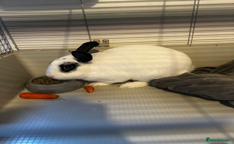 English Lop rabbits - Advert 2