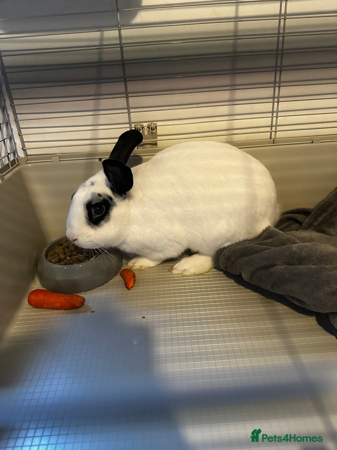 English Lop rabbits for sale: Male rabbit  - Image 1