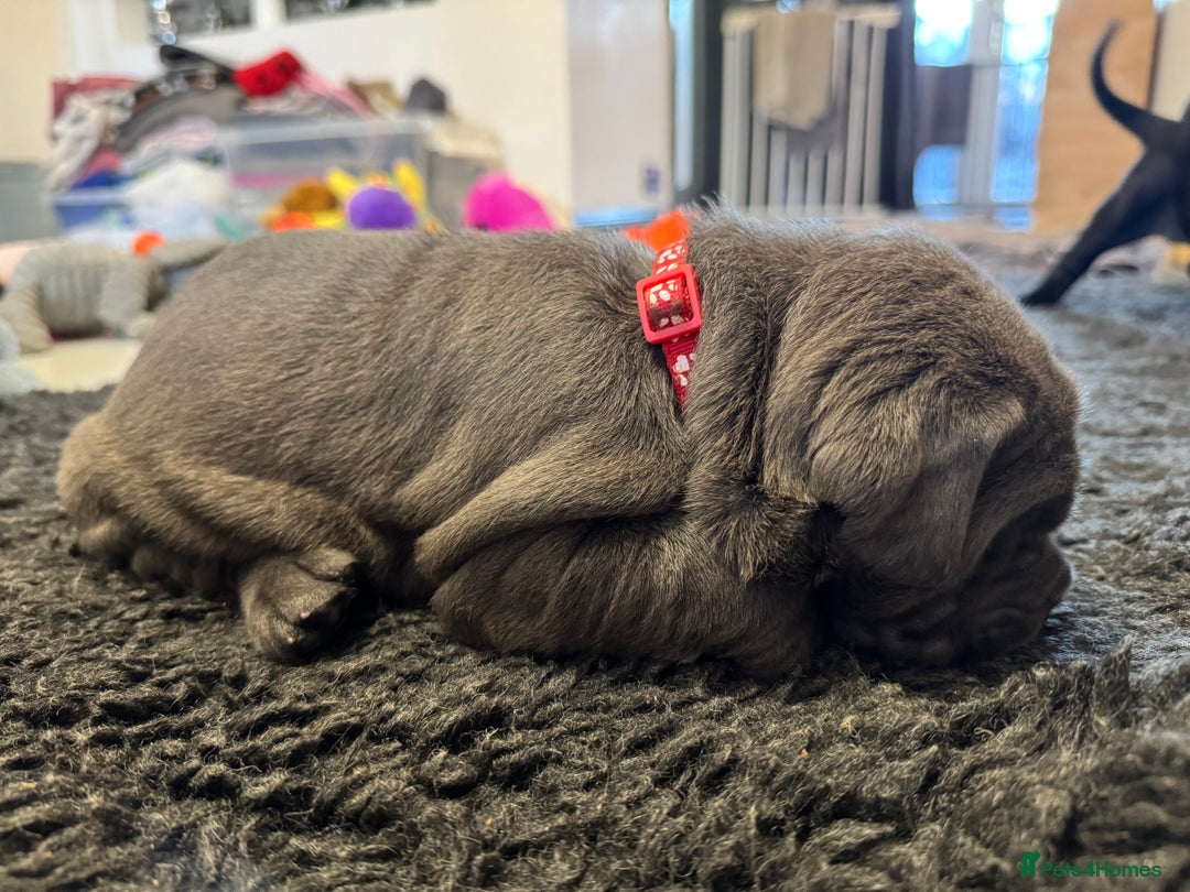 Neapolitan Mastiff dogs for sale:  Neapolitan mastiff puppies Newcastle  - Image 8